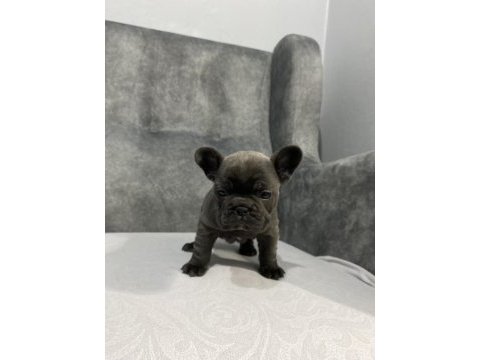 Kaliteli french bulldog yavrular