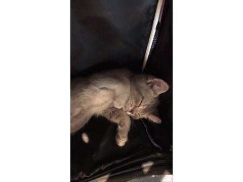 Yavru british shorthair