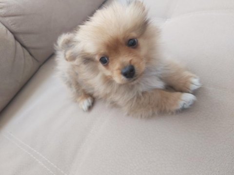 2 aylık erkek tilki surat pomeranian