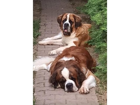 Sarkan st bernard yavrular