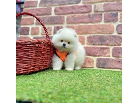 Safkan pomeranian boo yavrularımız