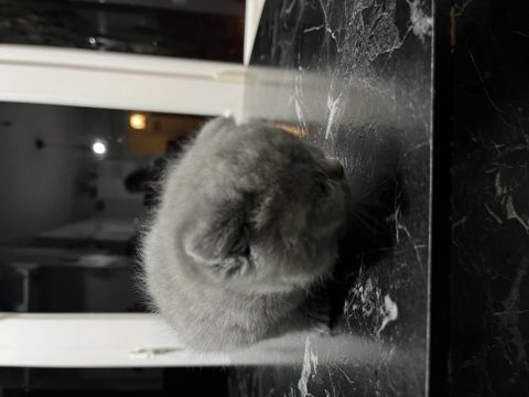 British shorthair ukrayna cinsi yavru kedilerimiz