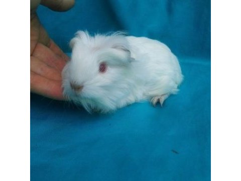 Guinea pig yavruları istanbul