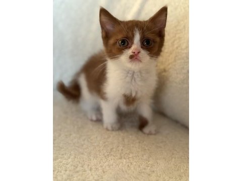 British cinnamon bicolour erkek yavru