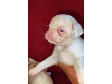 Egzotik renk pug mops köpekler