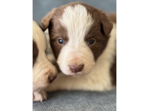 Safkan kahve beyaz border collie bebekler