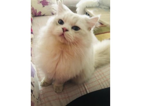British longhair yavrular