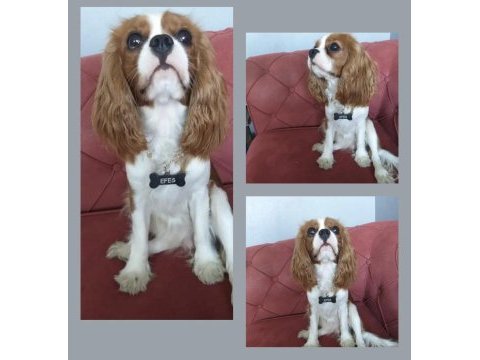 Anne baba safkan cavalier king charles ev ortamında