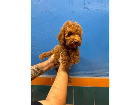 Evinizin neşesi tüy dökmeyen toy poodle yavrular