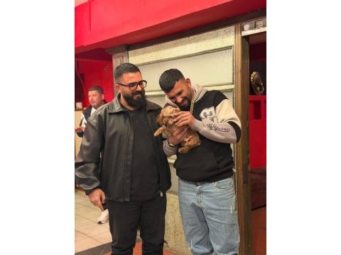 Teacup koyu renkli maltipo yavrularımız