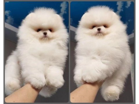 Fcı export sçr li pomeranian yavrular petmode den