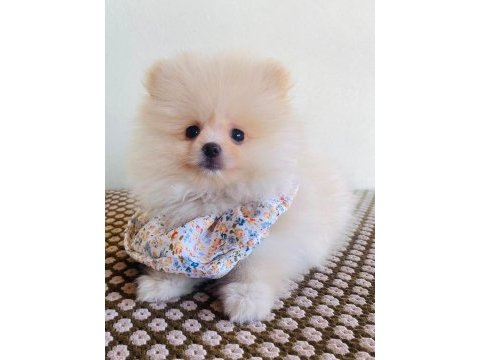 Pomeranian yavrularımız sizlerle