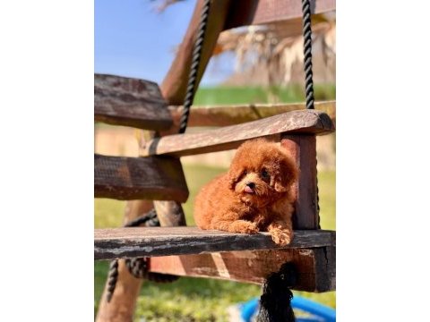 Wc eğitimli toy poodle yavruları 