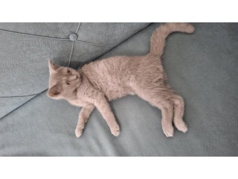 3 aylık british shorthair