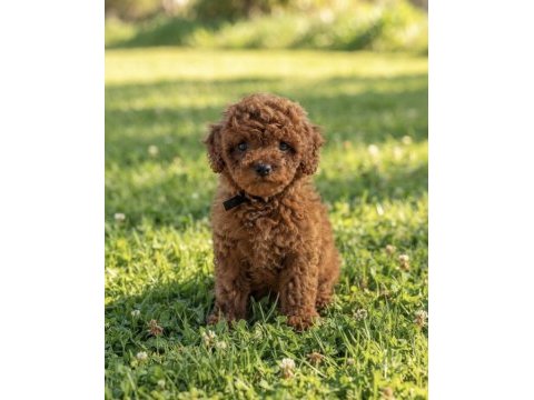 Toy poodle kore kan