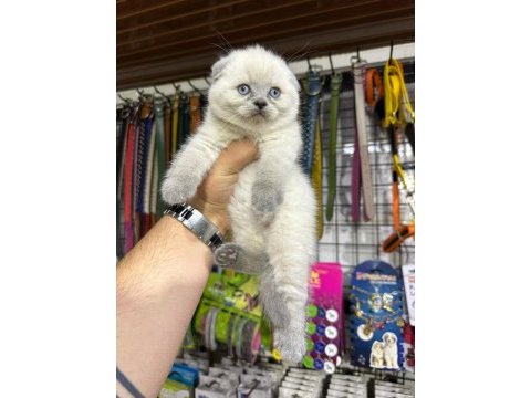 Scottish fold bebekler