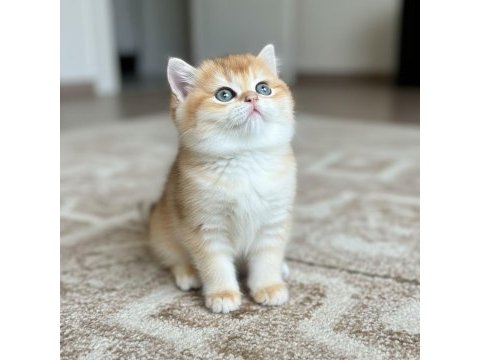 Show kalite safkan british shorthair ve longhair yavru