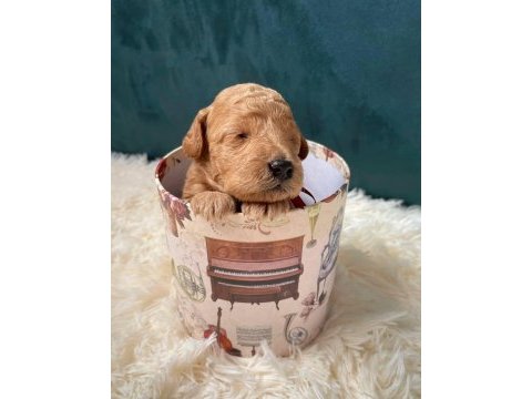A+ maltipoo yavrular