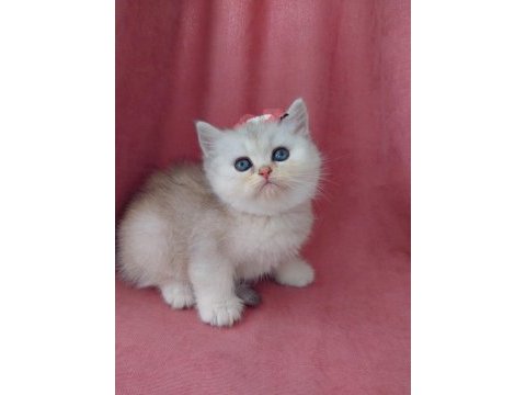 Teslime hazır dişi british shorthair yavrumuz