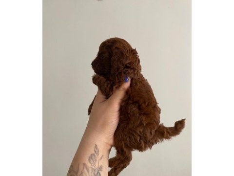 Kore toy poodle