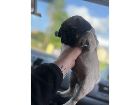 Krem pug mops
