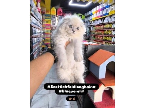 A kalite british scottish yavrularımız mevcut