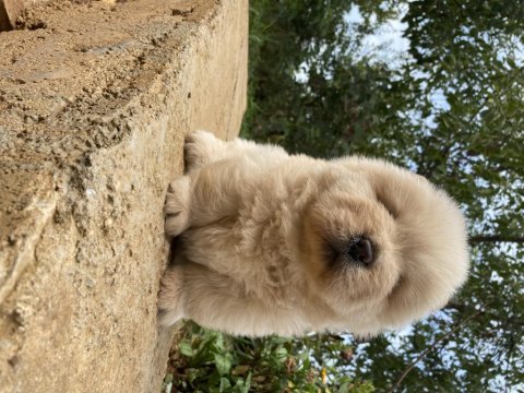 Chow chow köpeği