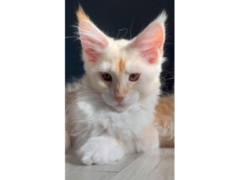 Safkan erkek maine coon yavruları