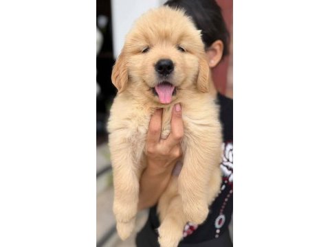 Babyface küt burun erkek ve dişi golden retriever