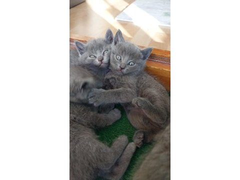 Evinize neşe ve huzur istiyorsanız british shorthair