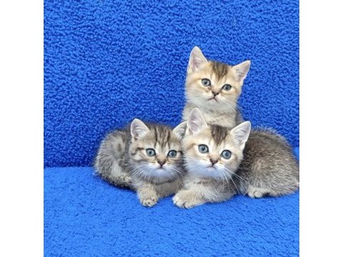 Black golden golden taby güzellikler