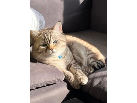 Acil british shorthair