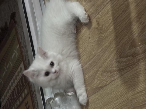2 chinchilla kedim olduğu için sahiplendiriyorum