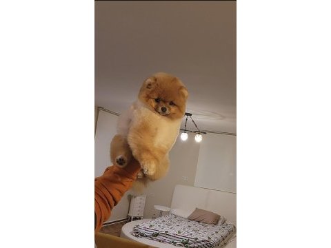 Türkiyenin en iyi pomeranian dişisi 11 aylık