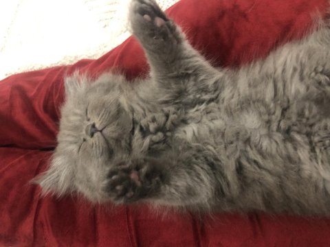 3 aylık chinchilla