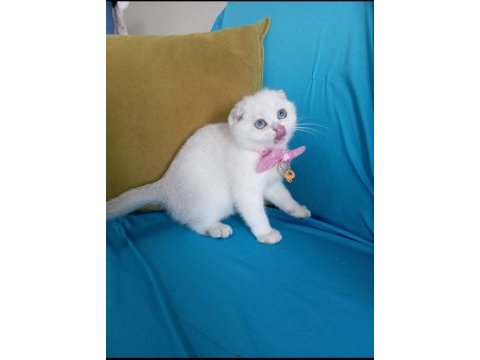 Dişi scottish fold yavrumuza yuva uyguna
