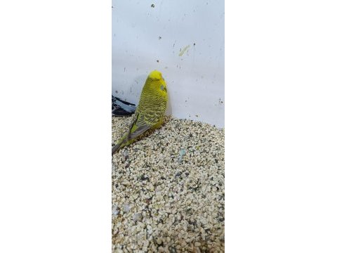 Show jumbo muhabbet kuşu ve salma kafes