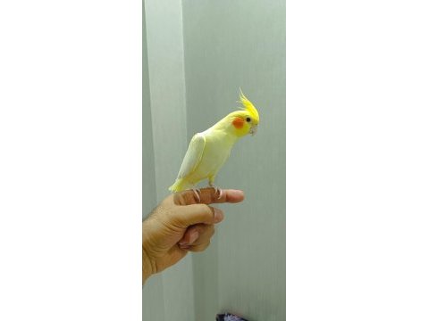 Erkek sultan papağanı