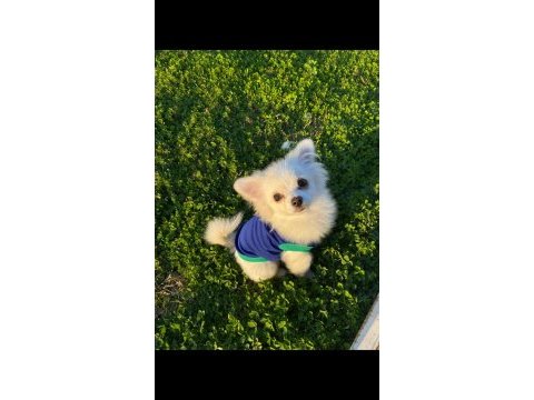 3 aylık pomeranian
