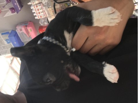 French bulldog yavrumuz