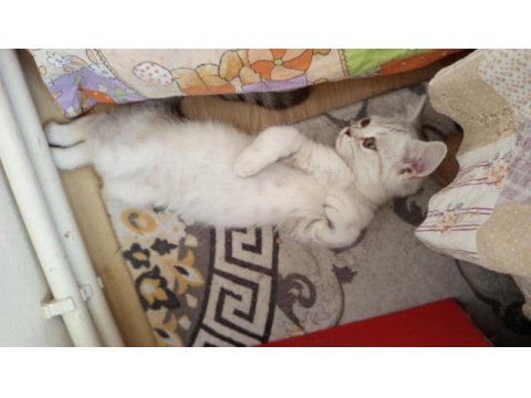 British shorthair ve british golden yavrularımız