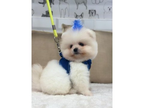 Irk garantili pomeranian bebekler