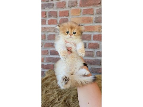 British longhair