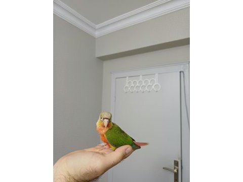 Yüksek kırmızı konur bebek
