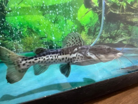 25 cm hibrit kürek burun kedi balığı