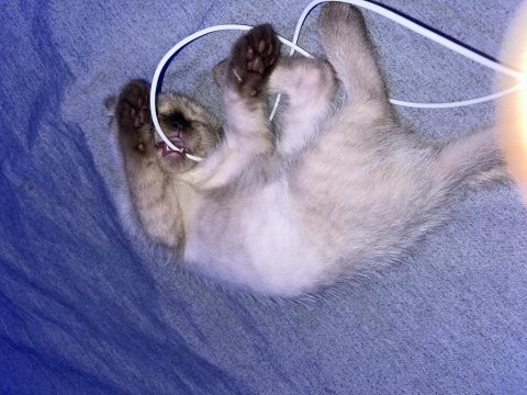 Güzel kızıma yuva arıyorum scottish fold