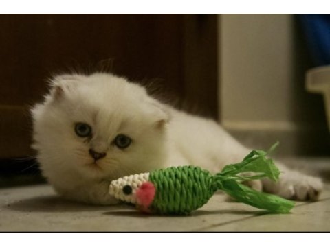 2 aylık scottish fold longhair blue point