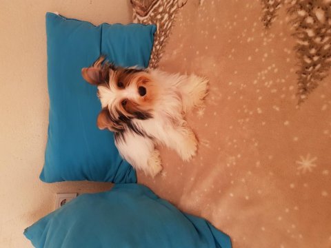 Biewer yorkshire terrier