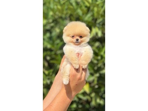 Pomeranian mersin