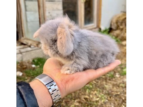 Hollanda tavşanı teddy blue ve beyaz mavi göz